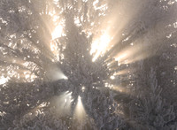 Light Scatter