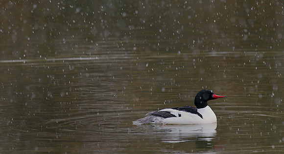 Common Merganser, Drake