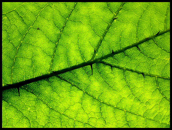 Devil's Club Detail, Alaska