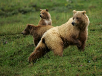 Alert Mother, Denali N.P.
