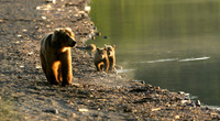 Traveling Mother & Cubs, Katmai N.P.