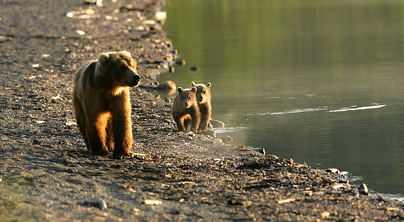 Traveling Mother & Cubs, Katmai N.P.