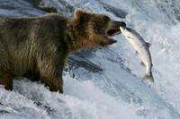 Fishing Bear, Katmai N.P.