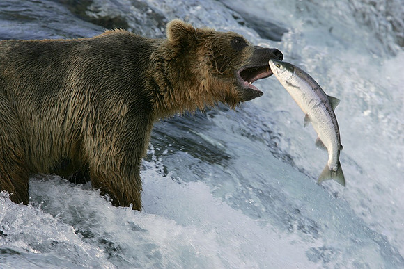 Fishing Bear, Katmai N.P.