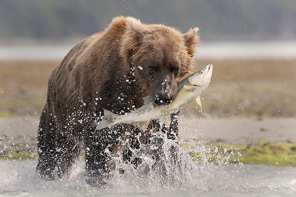 The Catch