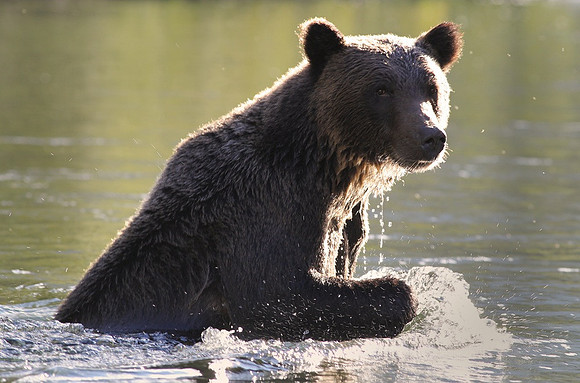 Fishing Bear, British Columbia