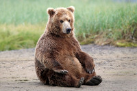 Resting Bear