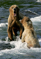 Bear Fight, Katmai N.P.