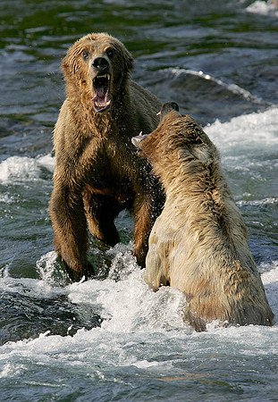Bear Fight, Katmai N.P.