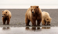Mother and Cubs