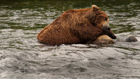 Sleeping Bear, Katmai N.P.