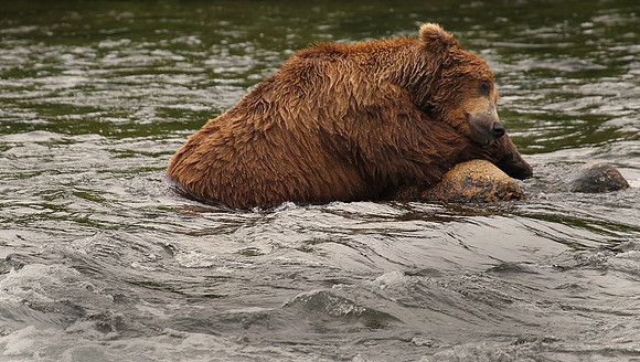Sleeping Bear, Katmai N.P.