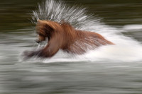 Running Bear, Katmai N.P.