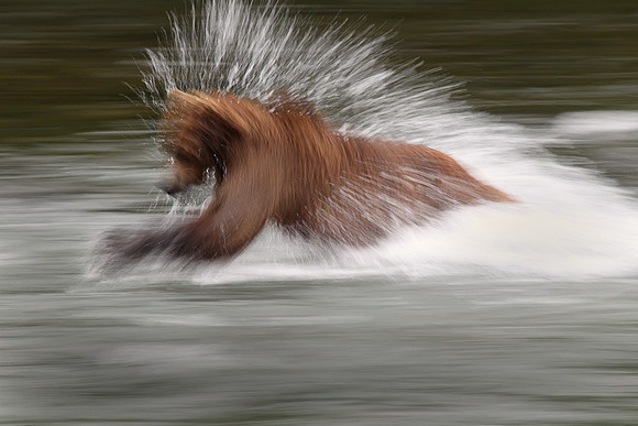 Running Bear, Katmai N.P.