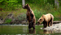 Brady and Cub, British Columbia