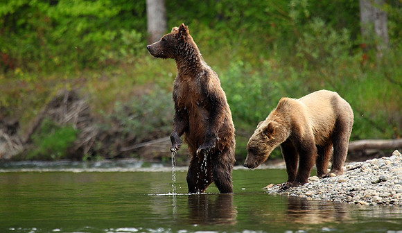 Brady and Cub, British Columbia