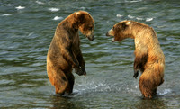 Stand Off bears, Katmai N.P.