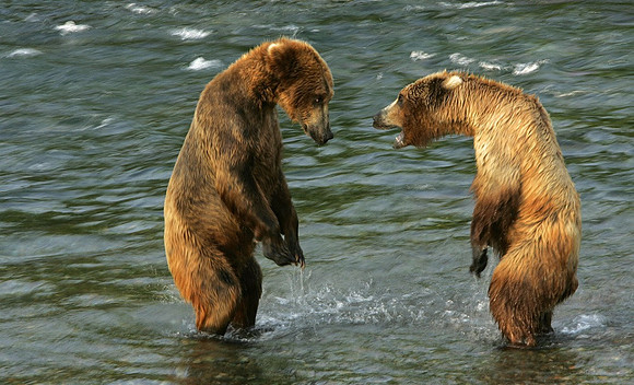 Stand Off bears, Katmai N.P.