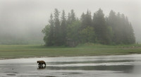 Morning Bear, Lake Clark N.P.