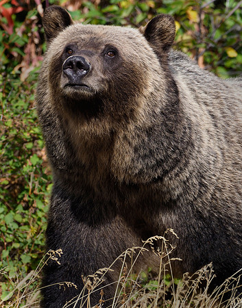 A mothers stare, Montana