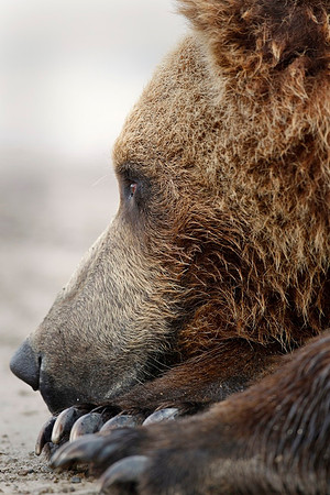 Thoughtful Bear