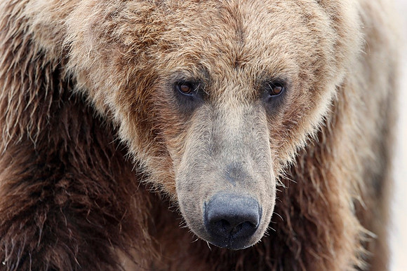 Bear Portrait