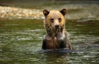 Cub Fishing, B.C.
