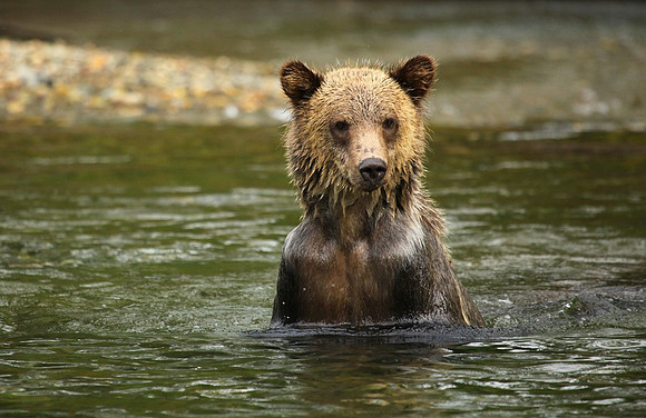 Cub Fishing, B.C.