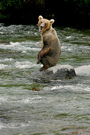 Waiting Bear, Katmai N.P.