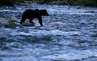 Searching Bear, British Columbia