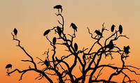 Marabou Storks, Botswana
