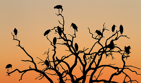 Marabou Storks, Botswana
