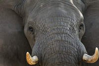 Elephant, Botswana