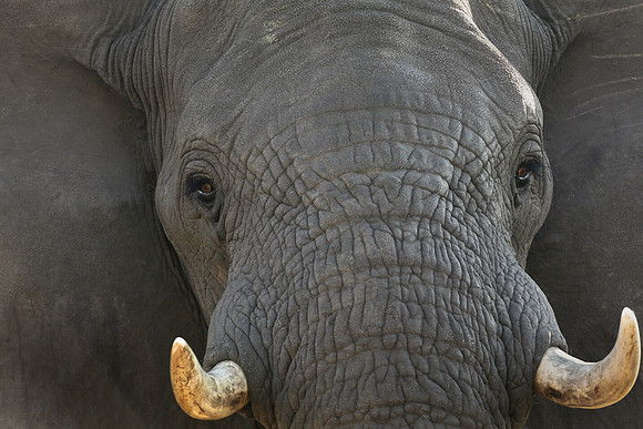 Elephant, Botswana