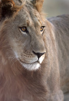 Lion, Botswana