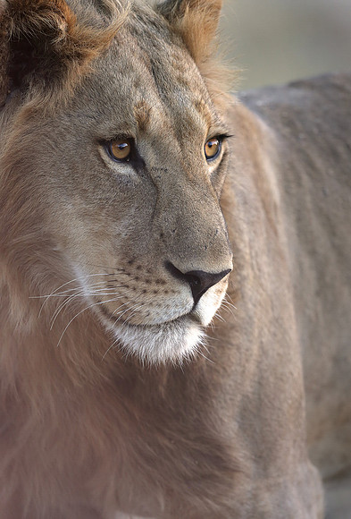 Lion, Botswana