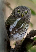African Barred Owlet, Botswana