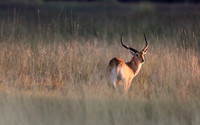 Red Lechwe Sunrise, Botswana