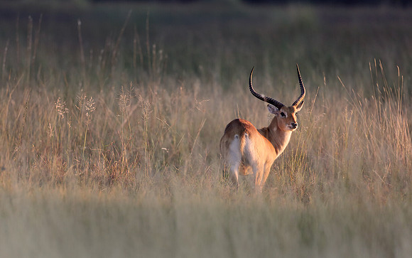 Red Lechwe Sunrise, Botswana