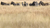 Zebra, Zimbabwe