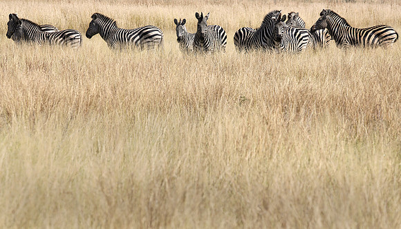 Zebra, Zimbabwe