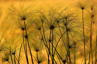 Papyrus Sunset, Botswana