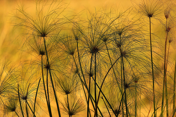 Papyrus Sunset, Botswana