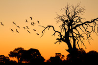Egret Sunset, Zimbabwe