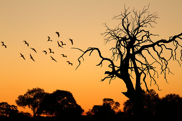Egret Sunset, Zimbabwe