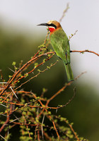 White Fronted Bee Eater, Botswana