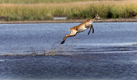 Red Lechwe, Botswana