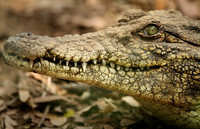 Crocodile, Botswana