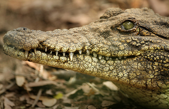 Crocodile, Botswana