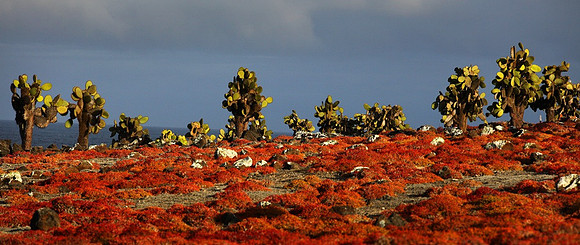 Galapagos Colors